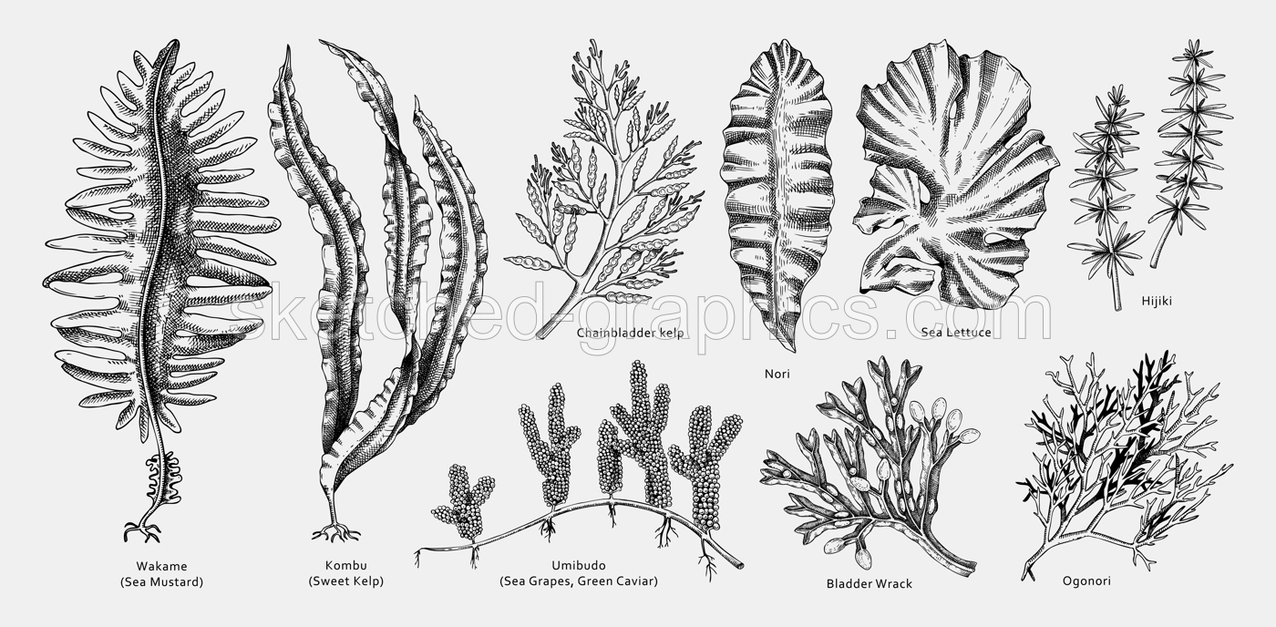 Hand drawn seaweed vector illustrations. Hand drawn sea vegetables black outlines - kelp, wakame, kombu, hijiki vector illustration. Edible algae drawings with names. Asian menu design elements Illustration